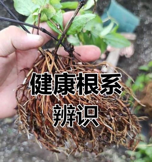 铁线莲冬季烂根的处理方法有哪些？