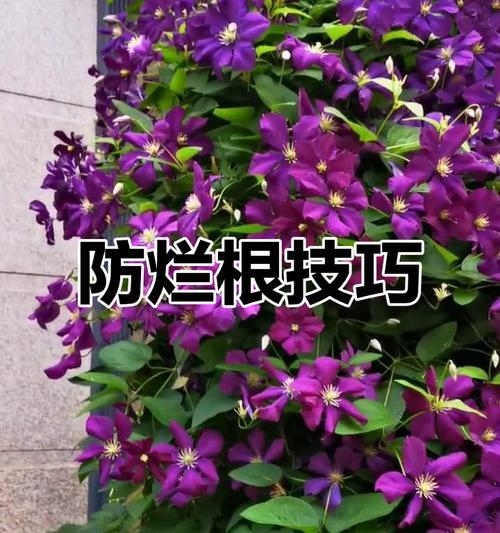 铁线莲冬季烂根的处理方法有哪些？