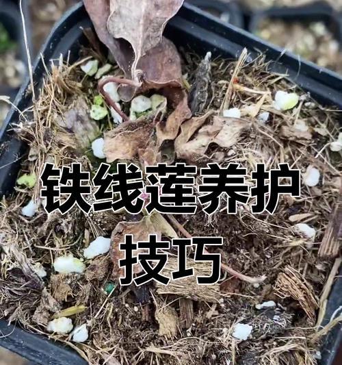 铁线莲冬季烂根的处理方法有哪些？