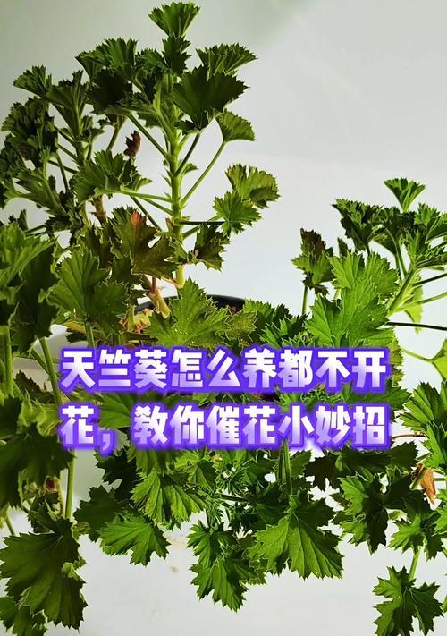 天竺葵不开花的原因及解决办法？