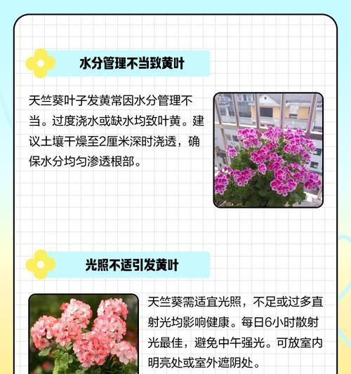 天竺葵不开花的原因及解决办法？