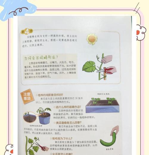 大棚黄爪栽培的关键技术要点是什么？