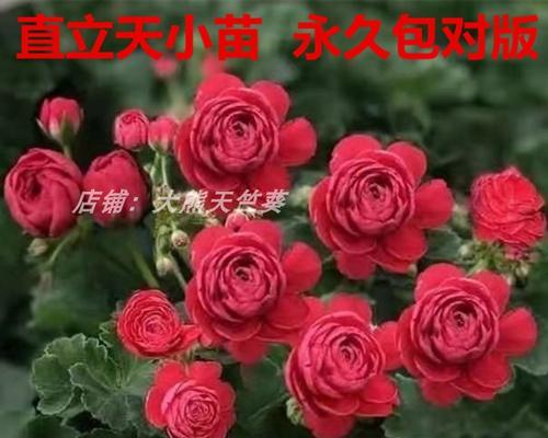 玫瑰花苗天竺葵怎么养护和管理？有哪些注意事项？