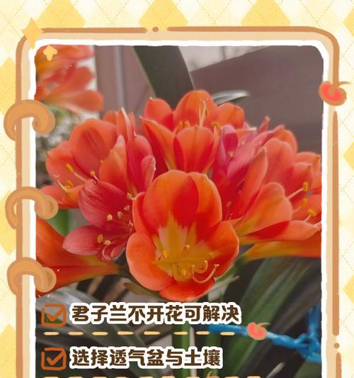 君子兰是否能吸收细菌？如何正确养护？