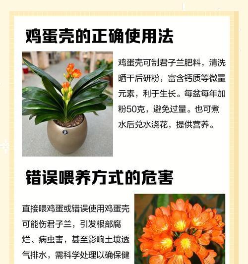 君子兰是否能吸收细菌？如何正确养护？