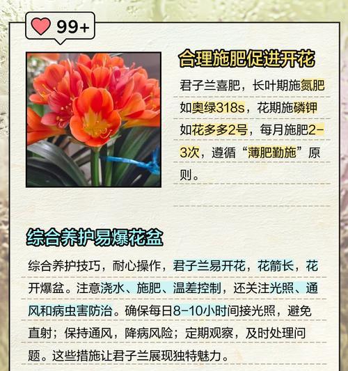 君子兰是否能吸收细菌？如何正确养护？