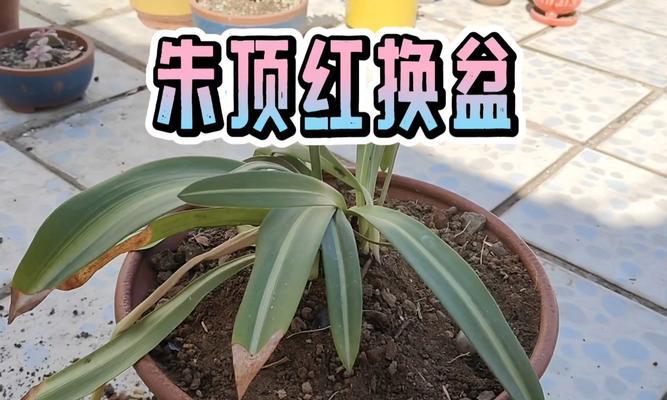 一个花剑的朱顶红有何特别之处？