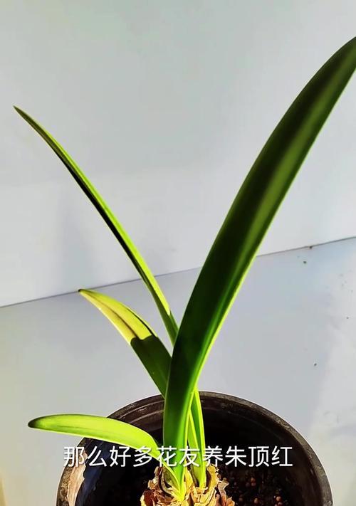 一个花剑的朱顶红有何特别之处？