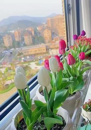 阳台适合种植哪些黄色花朵？各自的特性是什么？