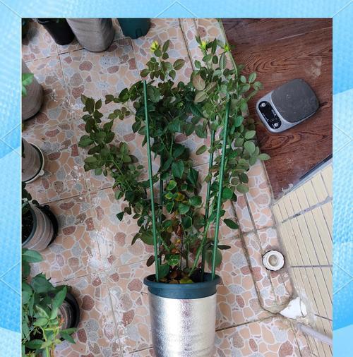 阳台适合种植哪些黄色花朵？各自的特性是什么？