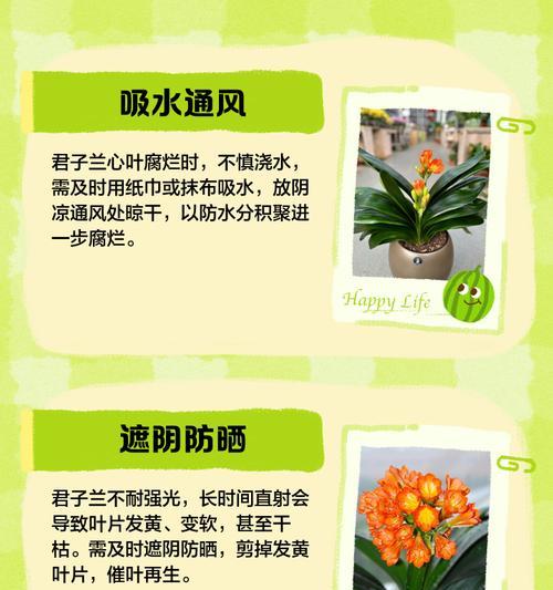 君子兰心长侧芽的处理方法是什么？