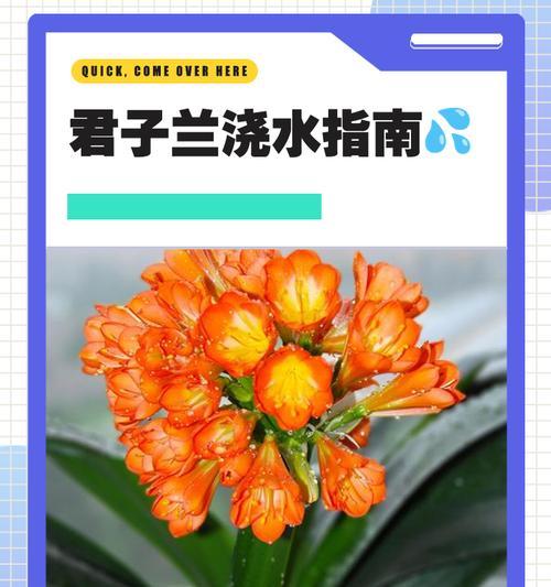 君子兰心长侧芽的处理方法是什么？