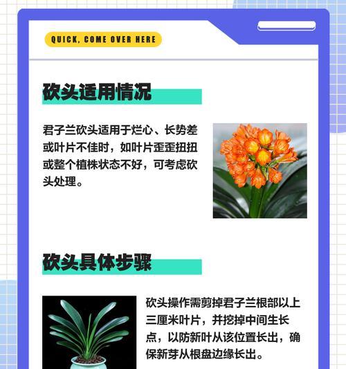 君子兰心长侧芽的处理方法是什么？