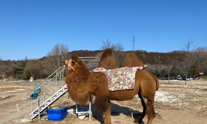 八达岭地区野生花卉种类有哪些？