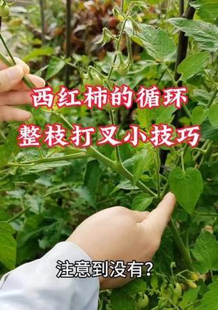 番茄打岔栽培技术要点是什么？如何提高产量？