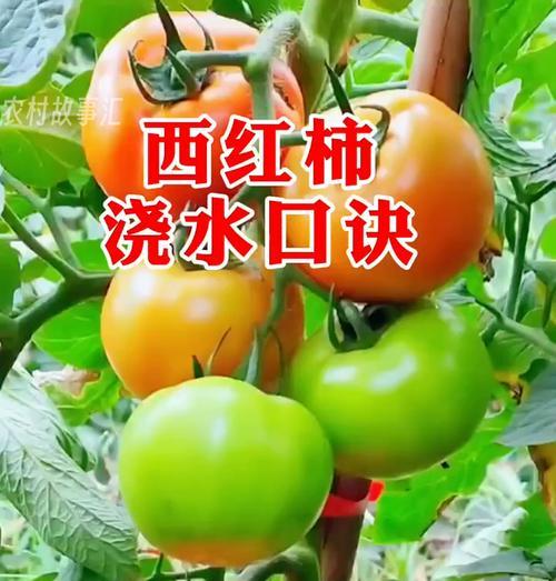 番茄打岔栽培技术要点是什么？如何提高产量？
