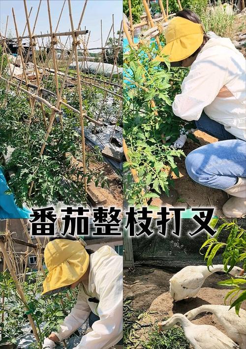 番茄打岔栽培技术要点是什么？如何提高产量？