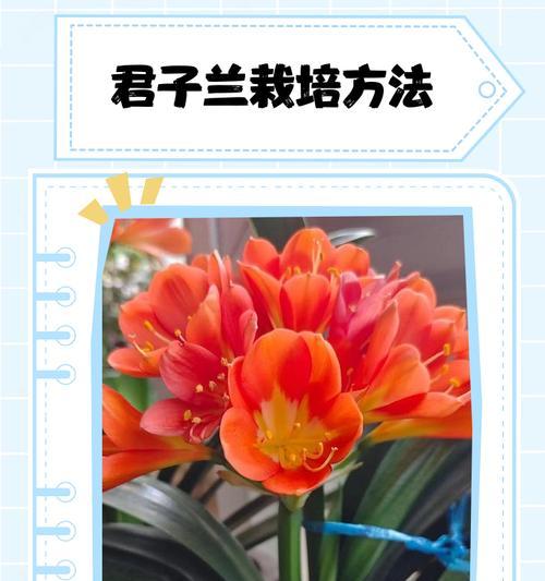 君子兰水栽培的正确方法是什么？水栽培君子兰的注意事项有哪些？