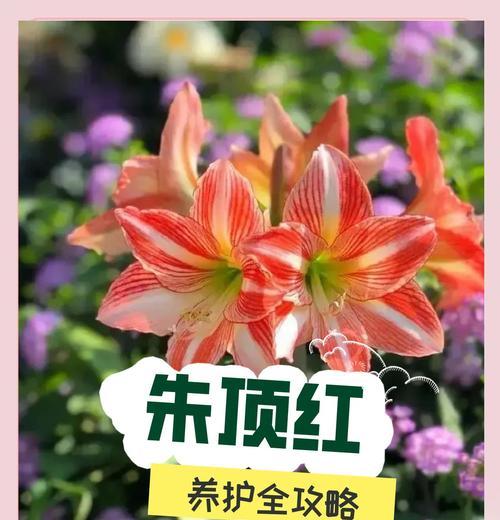 蒂卡蒂国朱顶红别称？朱顶红还有哪些名字？