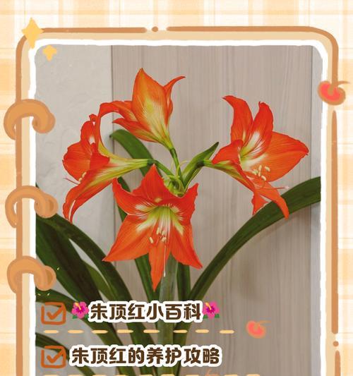 蒂卡蒂国朱顶红别称？朱顶红还有哪些名字？