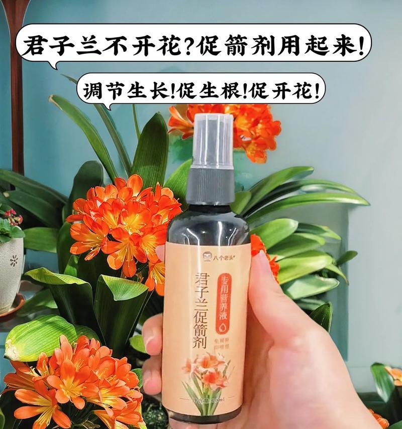 君子兰小玉龙的养护方法是什么？如何照料？