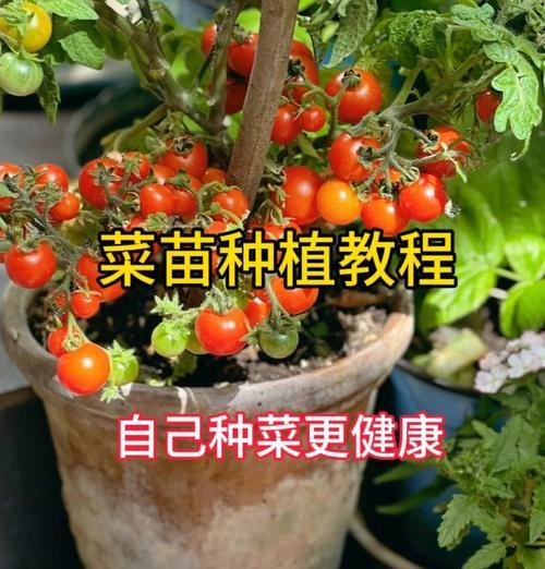 配菜什么时候播种最好？如何正确选择播种时间？