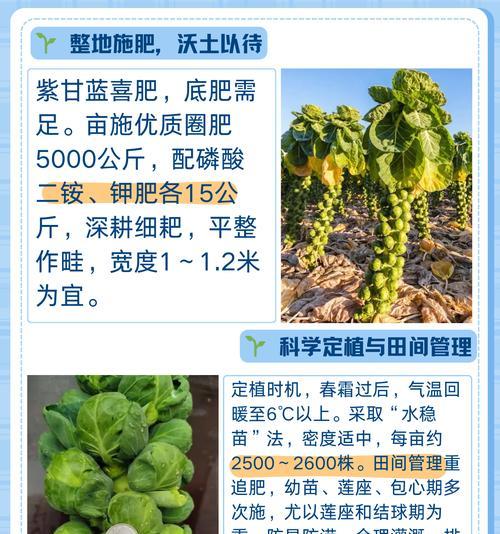 配菜什么时候播种最好？如何正确选择播种时间？