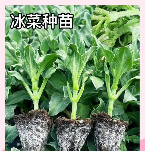配菜什么时候播种最好？如何正确选择播种时间？