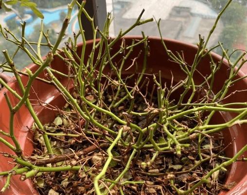 种花剪枝后叶子发黄怎么办？正确剪枝方法是什么？