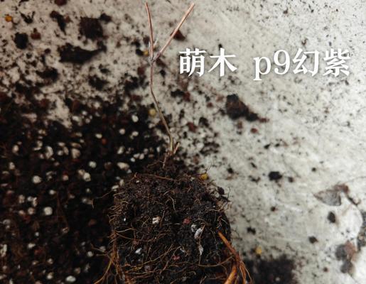 铁线莲苗怎么养大的快一点？加速生长的技巧。