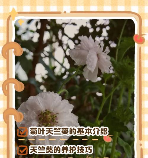 天竺葵叶子发黄的原因及解决办法是什么？