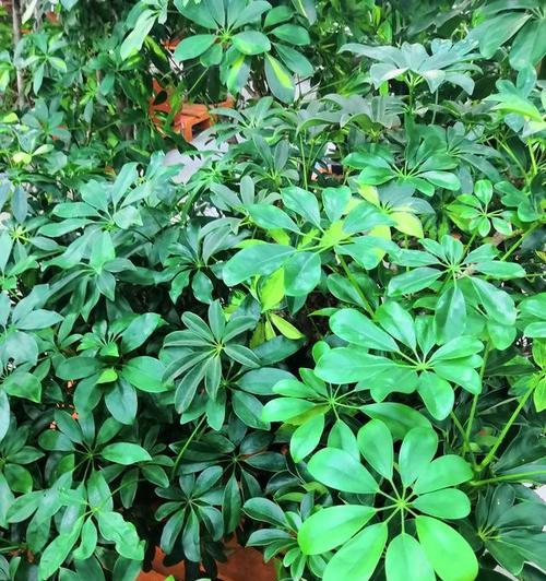 相思草正确的浇水频率和方法是什么？
