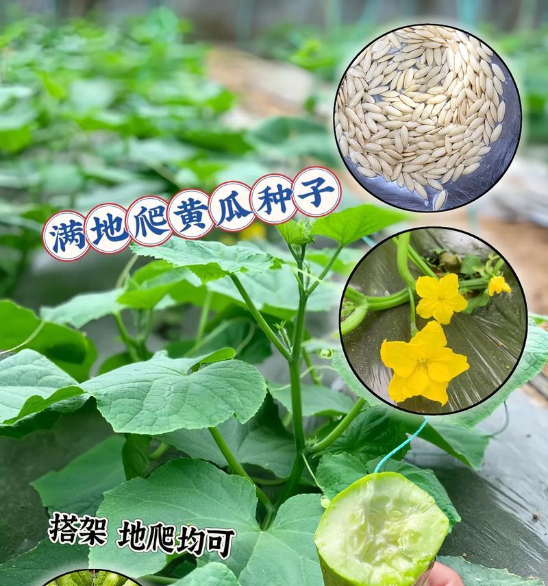 青瓜栽培中应使用哪些种子？