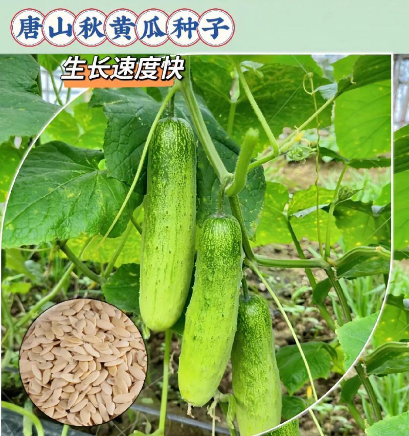 青瓜栽培中应使用哪些种子？