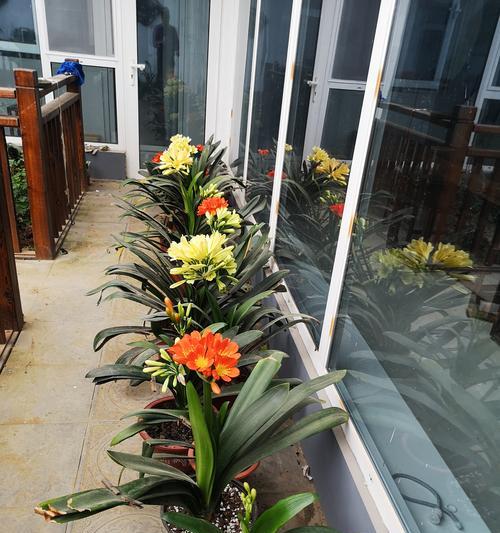 君子兰黄花套色具体指什么？