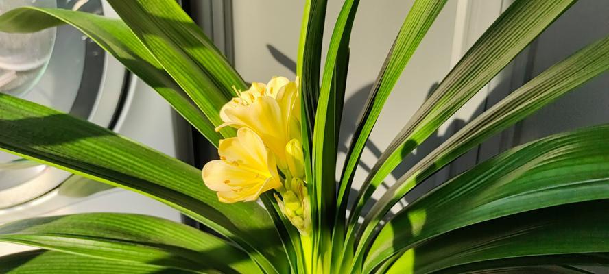 君子兰黄花套色具体指什么？