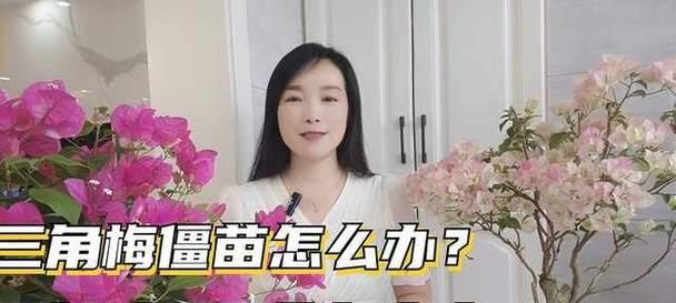 三角梅僵苗问题如何解决？