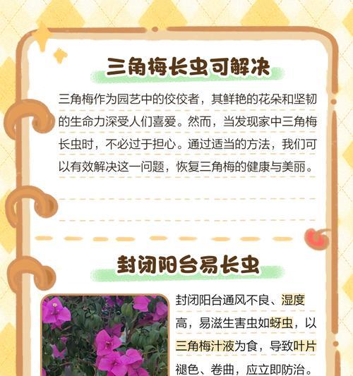 三角梅僵苗问题如何解决？