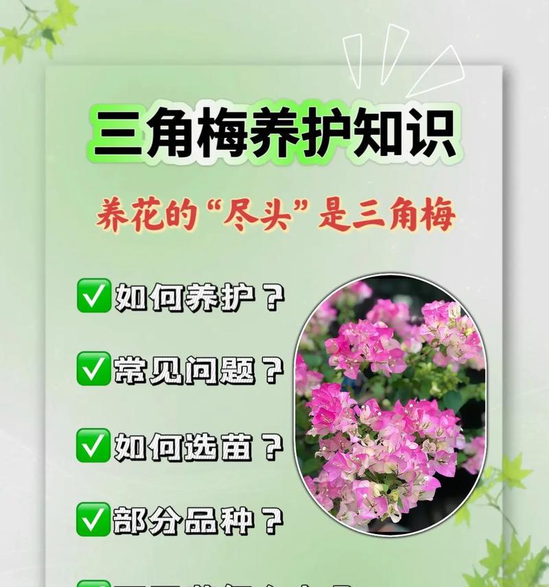 三角梅僵苗问题如何解决？