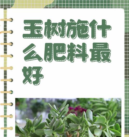自制营养基肥料的步骤是什么？