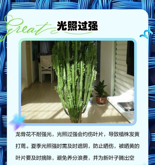 养花叶子发黄的常见原因及解决办法是什么？