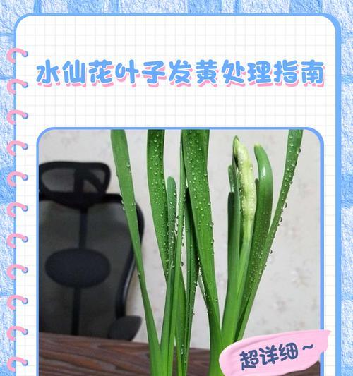 养花叶子发黄的常见原因及解决办法是什么？