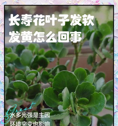 养花叶子发黄的常见原因及解决办法是什么？