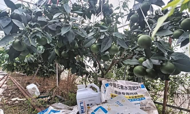 家庭自制钙肥的正确方法是什么？