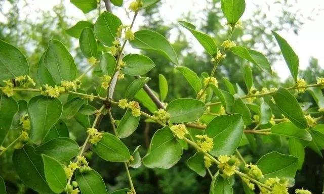 水蜜栽培技术的正确方法是什么？