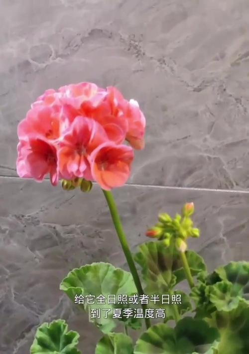 天竺葵在雨季的养护方法是什么？