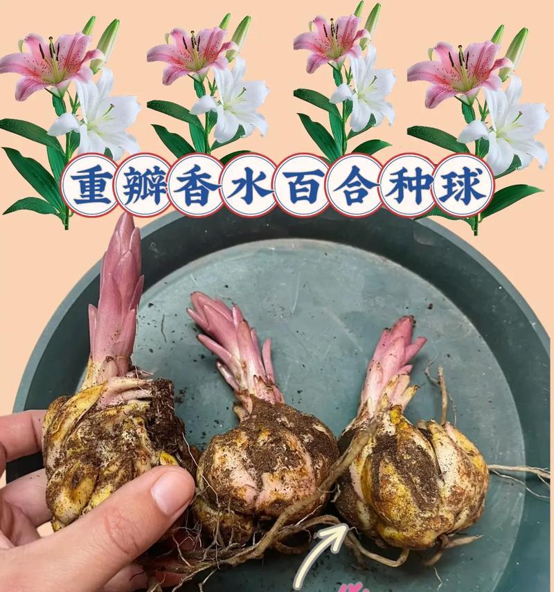 圆球盆景怎么养殖的？养殖方法是什么？