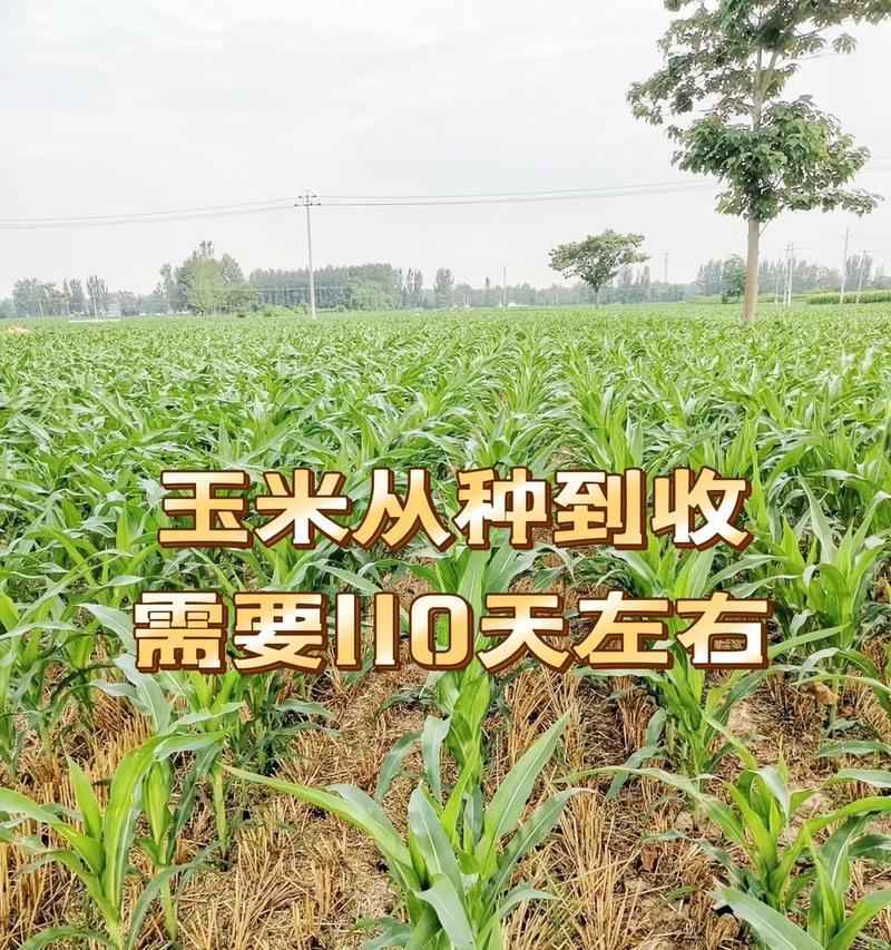 河南玉米最佳播种时间是什么时候？