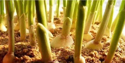 袋式种植栽培技术要点有哪些？如何提高种植效率？