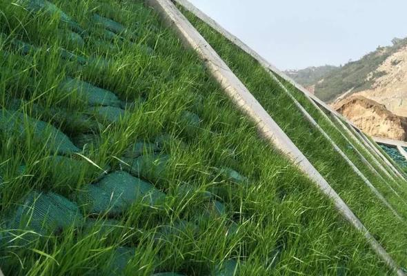 袋式种植栽培技术要点有哪些？如何提高种植效率？